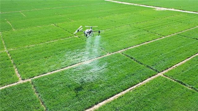 河北省利用植保無人機(jī)開展小麥病蟲害防治工作(圖1)